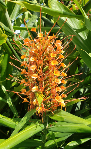 Disney Scarlet Ginger, Hedychium coccineum 'Disney', H. coccineum 'Honduras Form', H. coccineum 'Orange Brush'